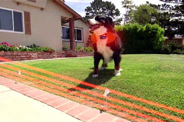wireless dog fence at walmart